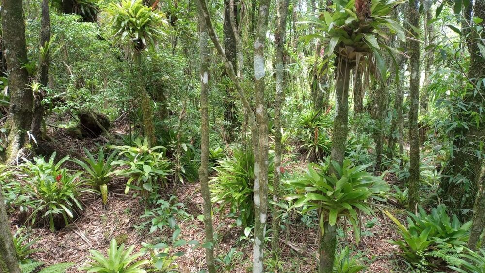 Terreno, 3 hectares - Foto 9