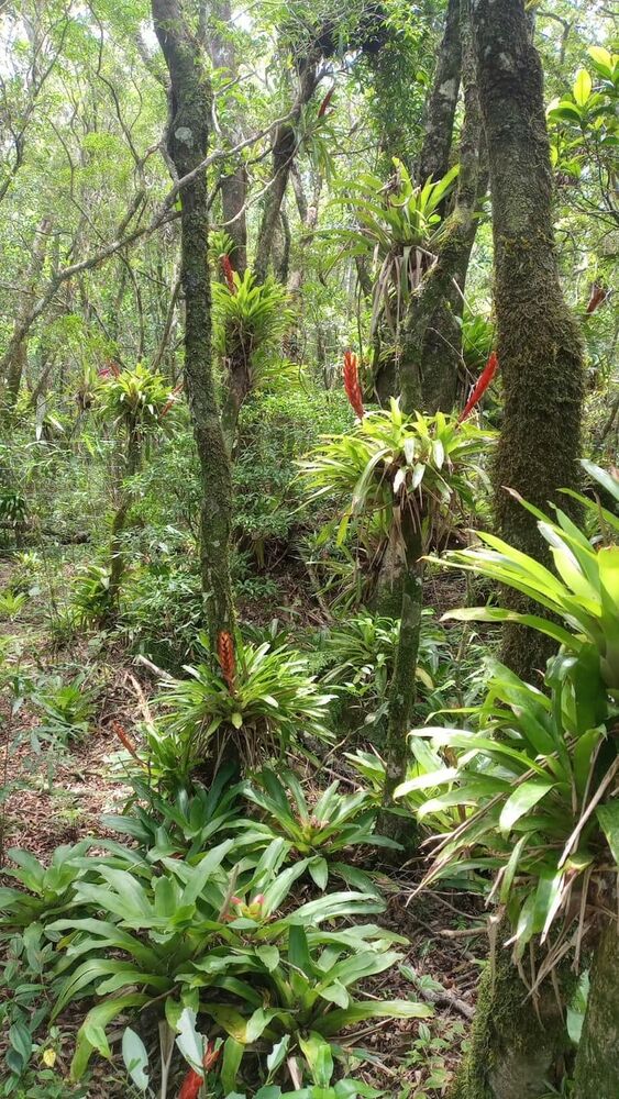 Terreno, 3 hectares - Foto 10