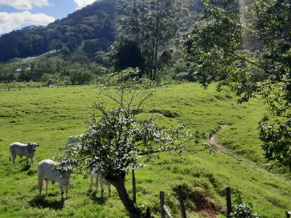Terreno, 4 hectares - Foto 1