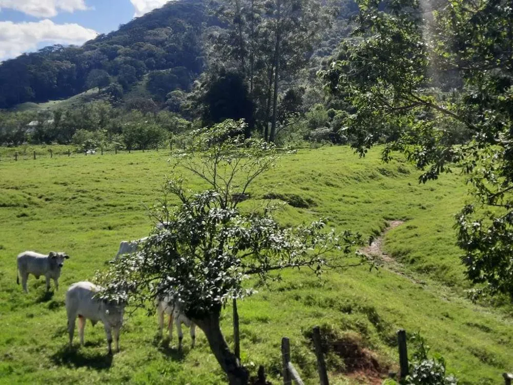 Terreno, 4 hectares - Foto 9