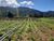 Terreno, 1 hectares - Foto 3