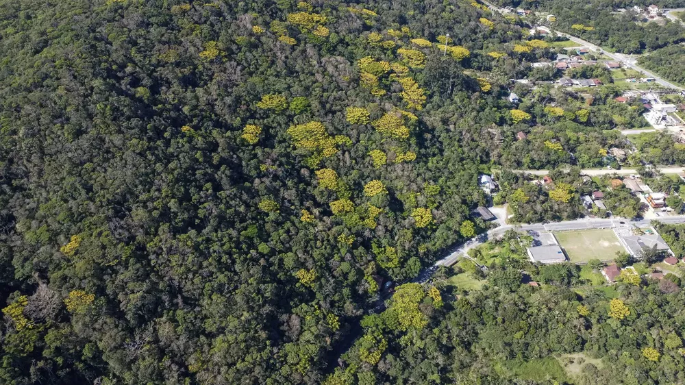 Terreno, 3 hectares - Foto 1