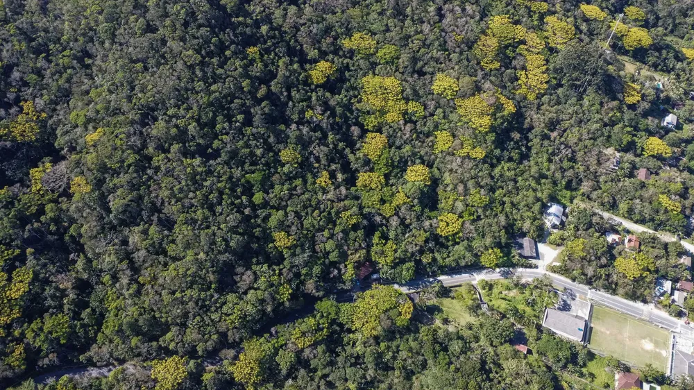 Terreno, 3 hectares - Foto 13