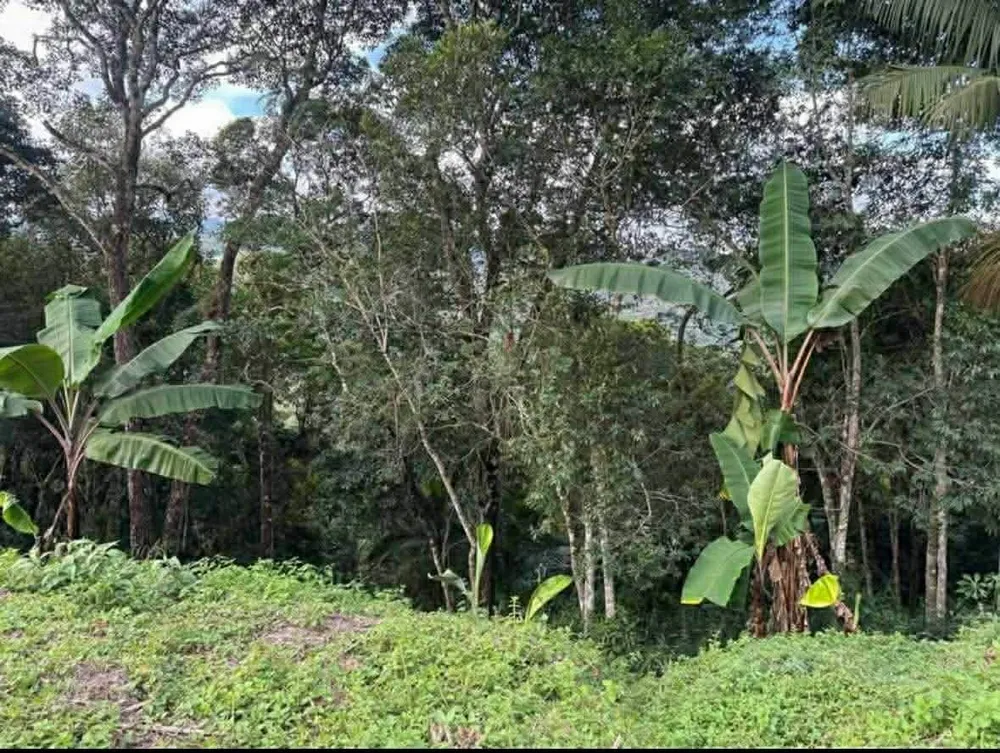 Sítio, 1 quarto, 4000 m² - Foto 6