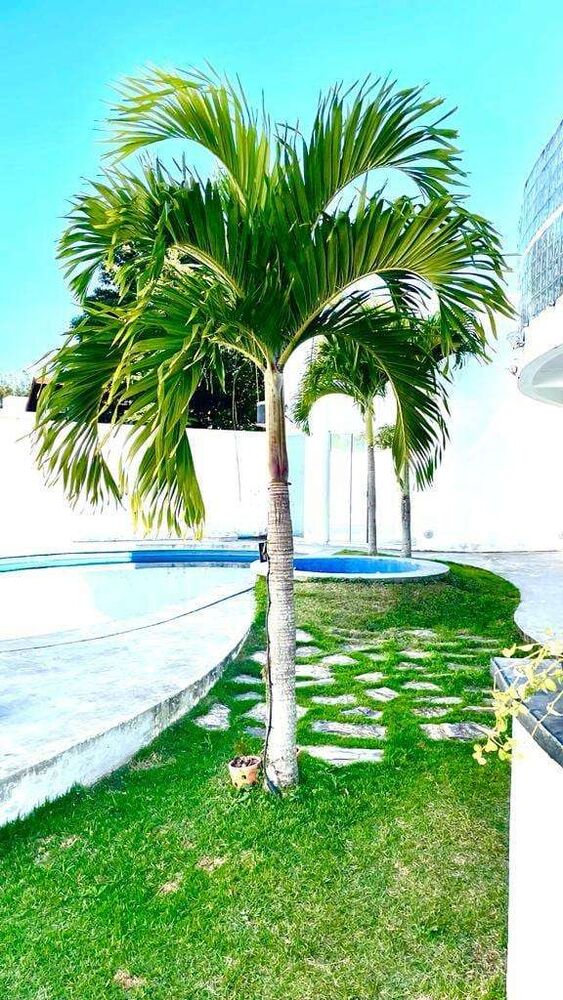 Casa, 6 quartos, 485 m² - Foto 7