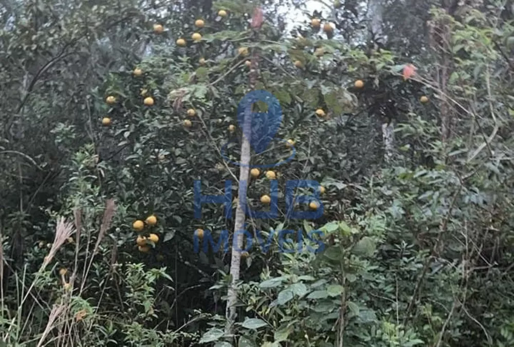 Sítio, 2 quartos, 3000 m² - Foto 3