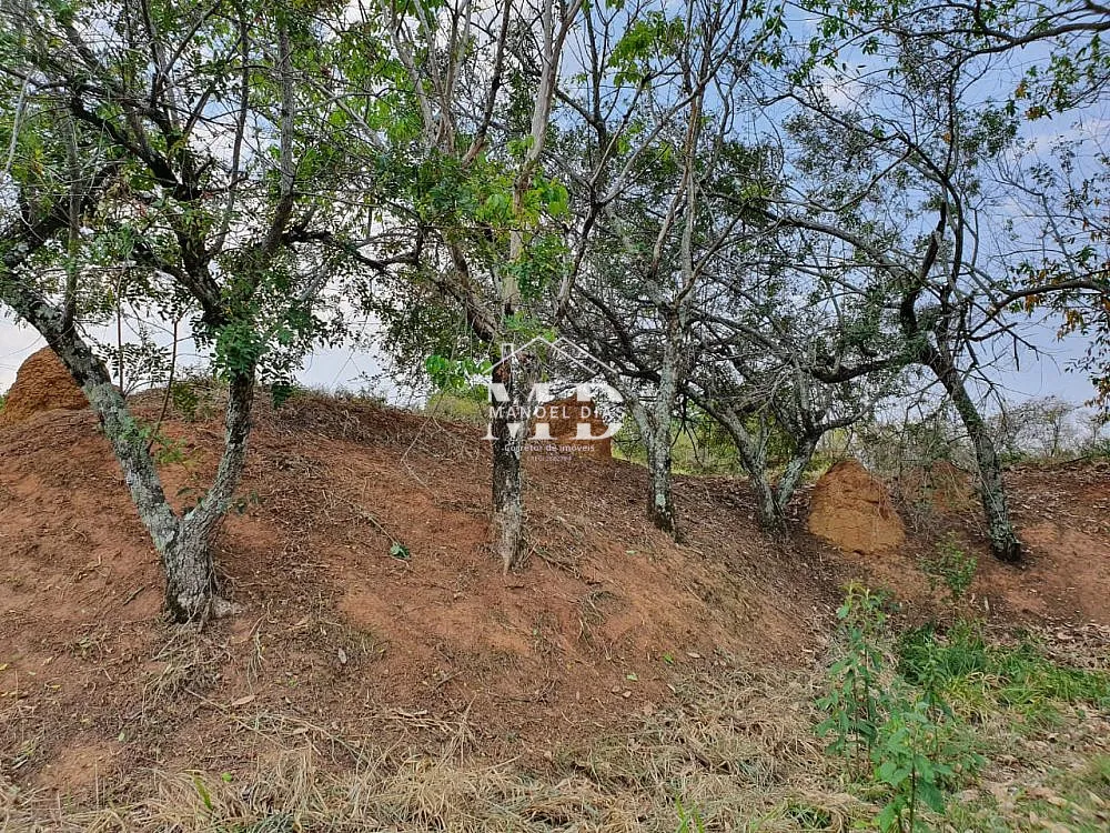 Sítio, 3 hectares - Foto 6
