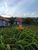Chácara, 1 quarto, 3 hectares - Foto 2