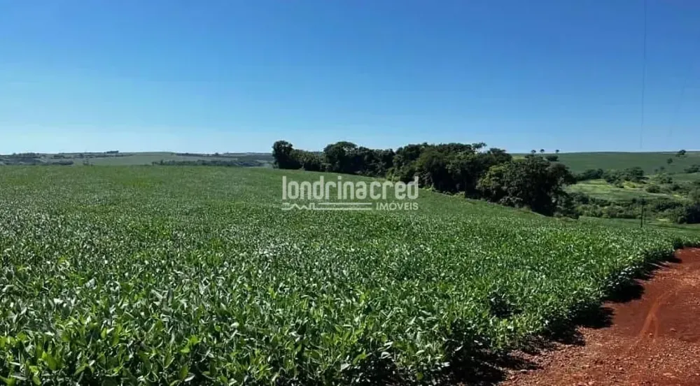 Sítio, 19 hectares - Foto 4