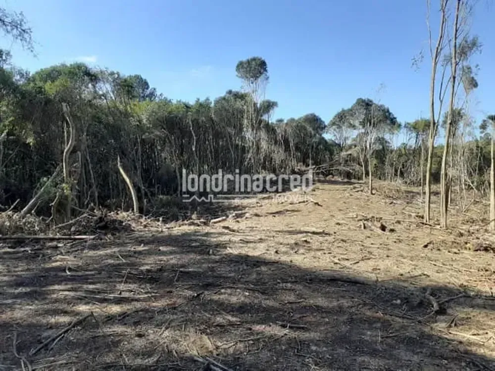 Terreno, 3 hectares - Foto 1
