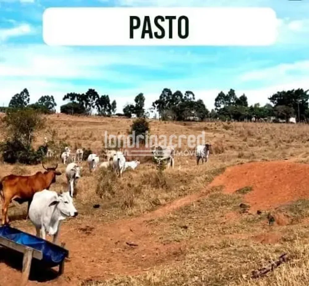 Sítio, 12 hectares - Foto 1