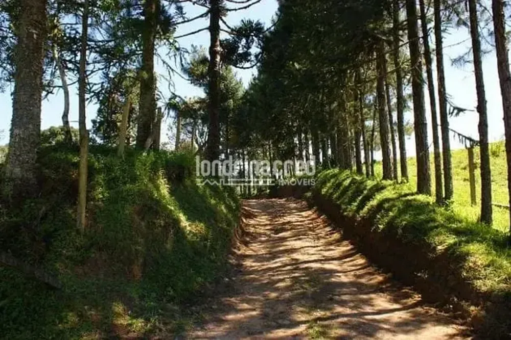 Sítio, 1 quarto, 53 hectares - Foto 8