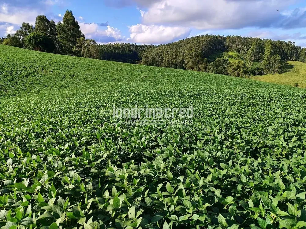 Sítio, 1 quarto, 74 hectares - Foto 4