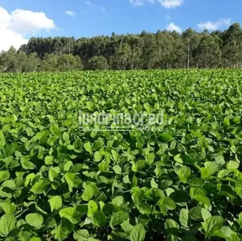 Chácara, 15 hectares - Foto 1
