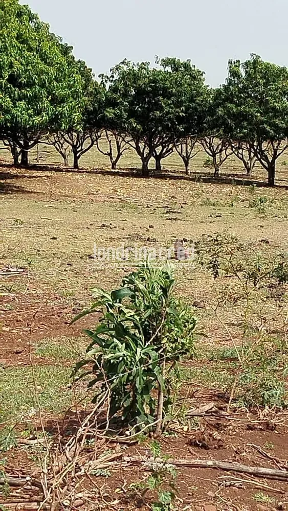 Sítio, 1 quarto, 12 hectares - Foto 3