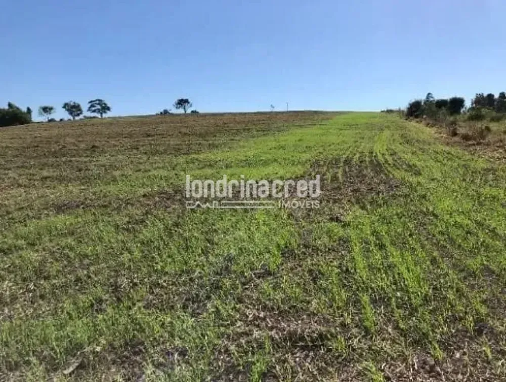 Sítio, 8 hectares - Foto 4