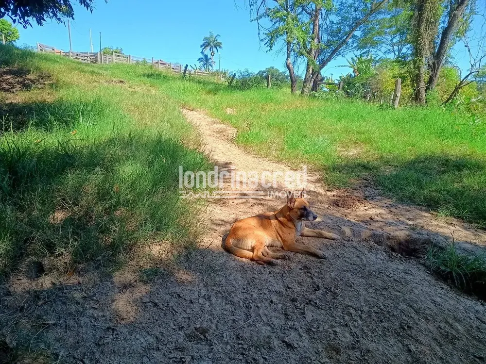 Sítio, 3 hectares - Foto 4
