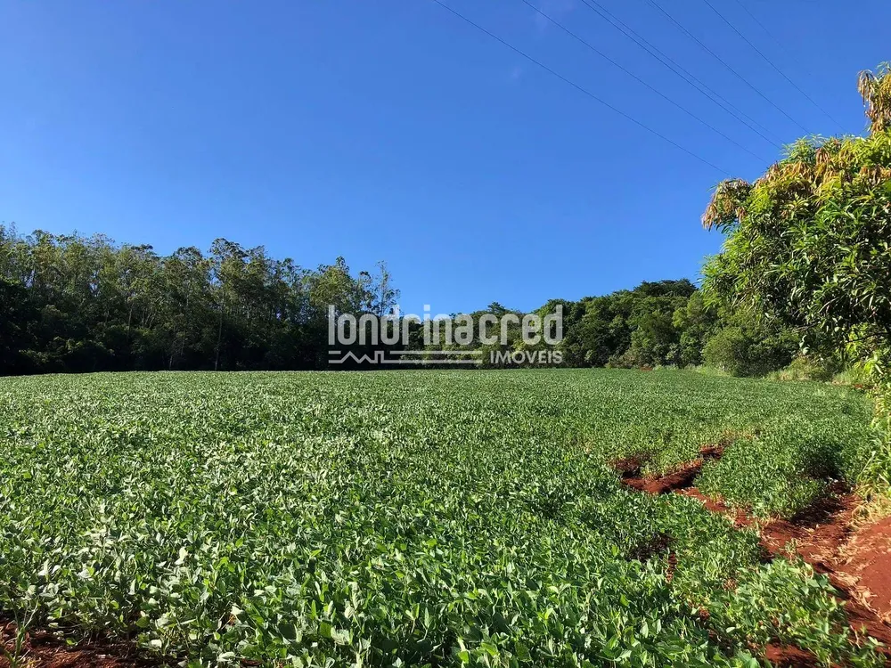 Terreno, 3 hectares - Foto 4