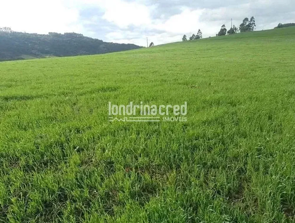 Sítio, 1 quarto, 21 hectares - Foto 3