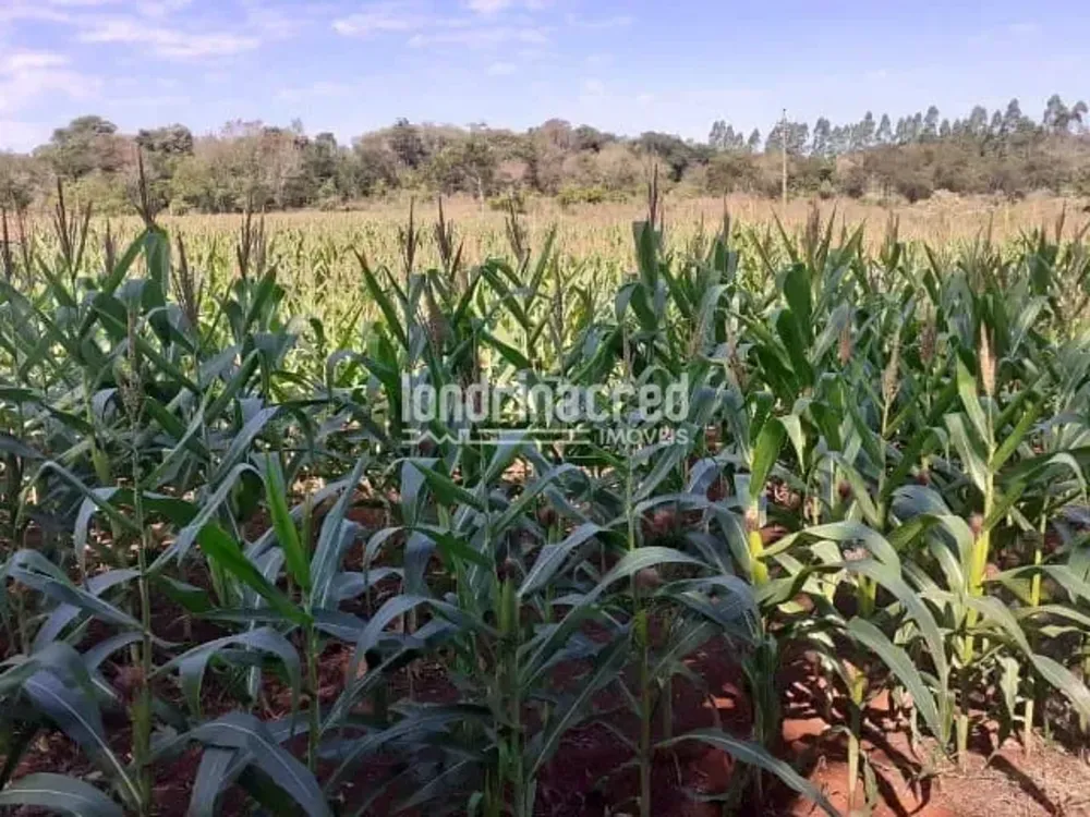 Sítio, 1 quarto, 10 m² - Foto 1