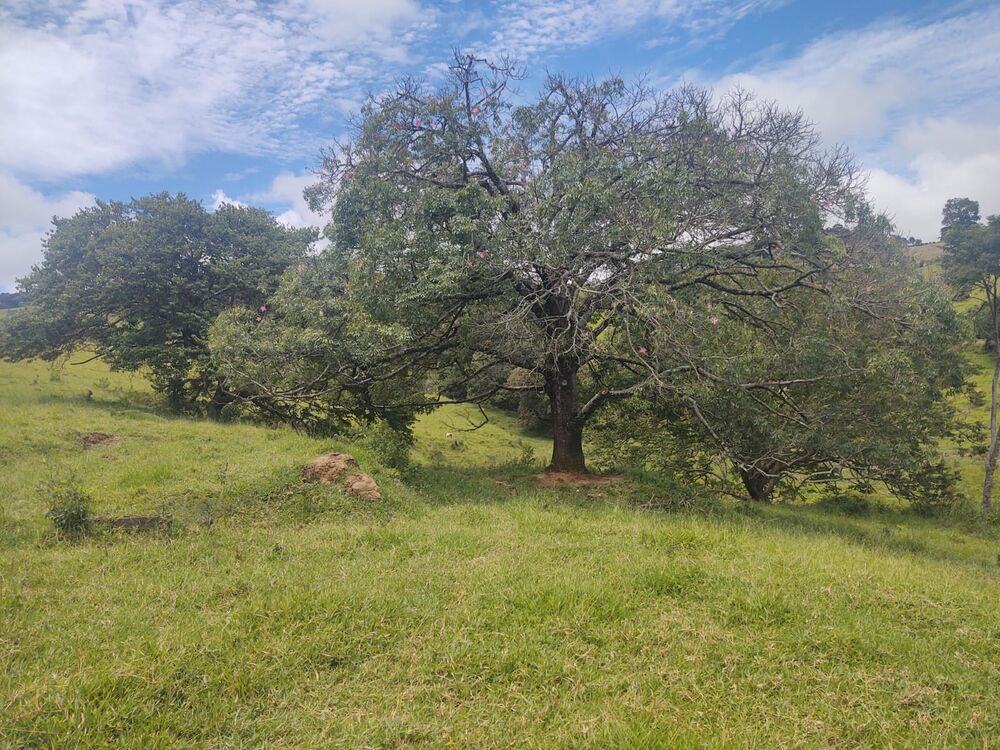 Terreno, 6 hectares - Foto 13