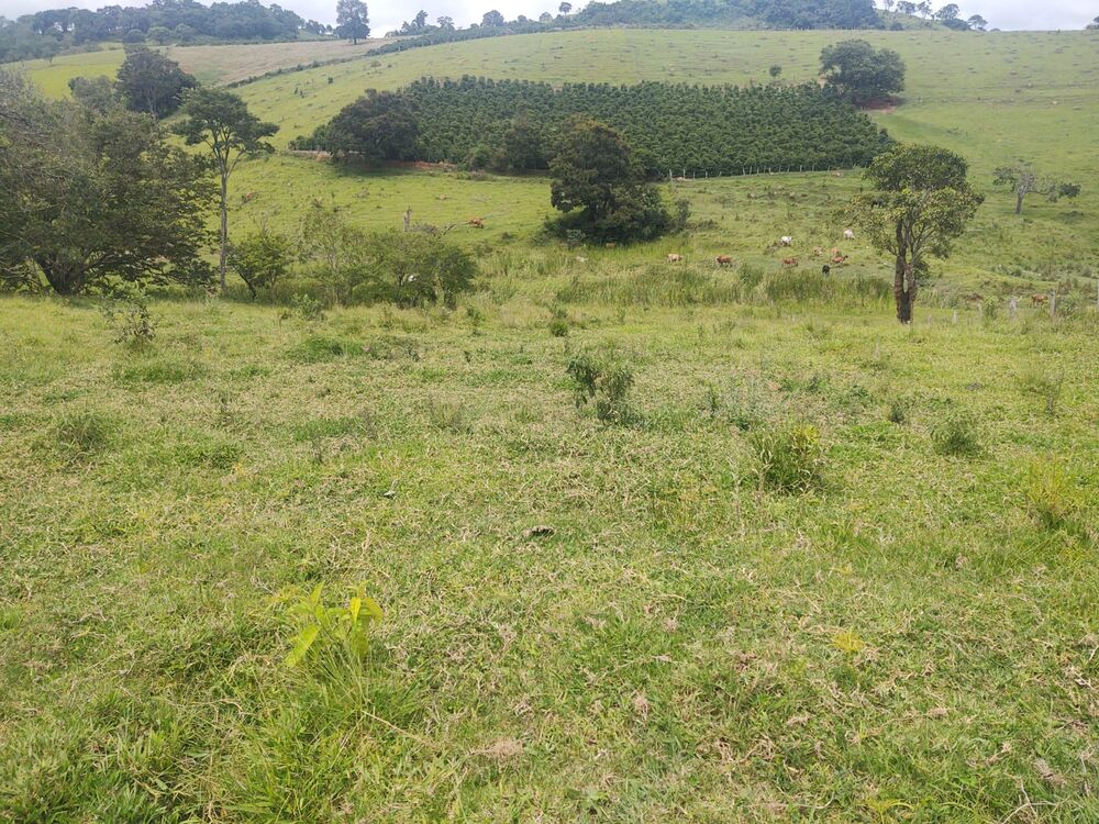 Terreno, 6 hectares - Foto 10