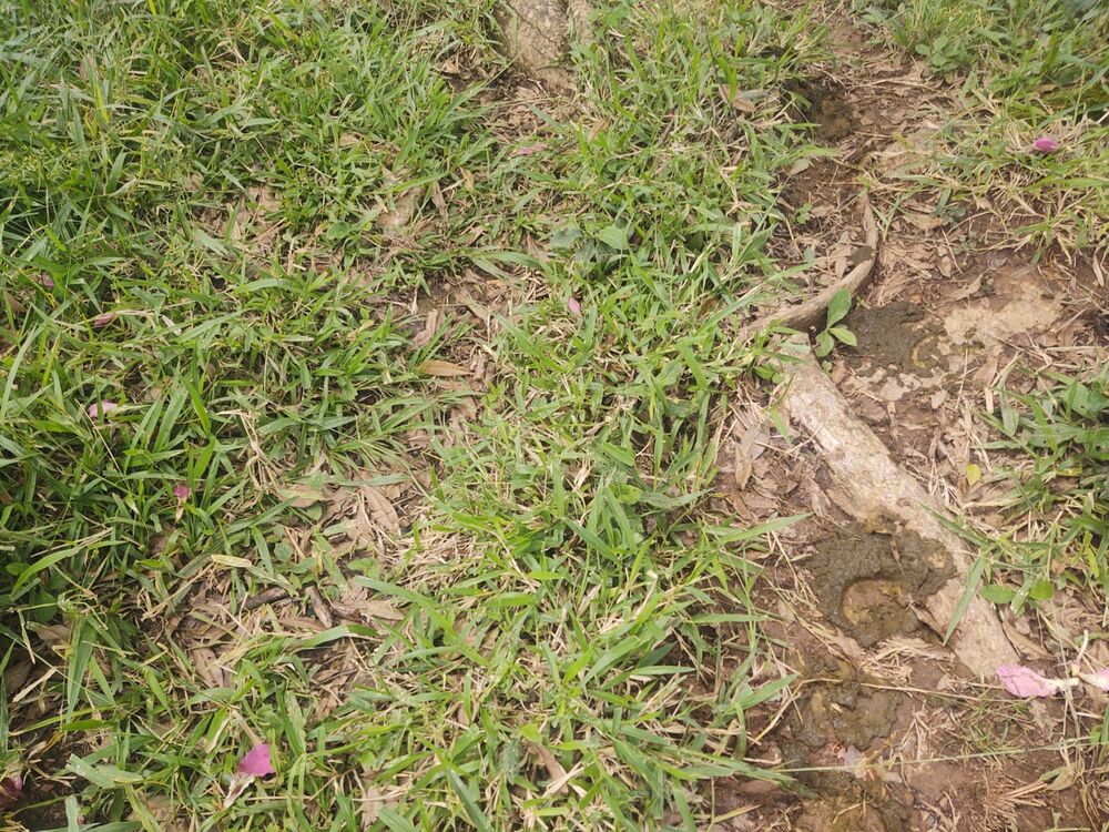 Terreno, 6 hectares - Foto 5