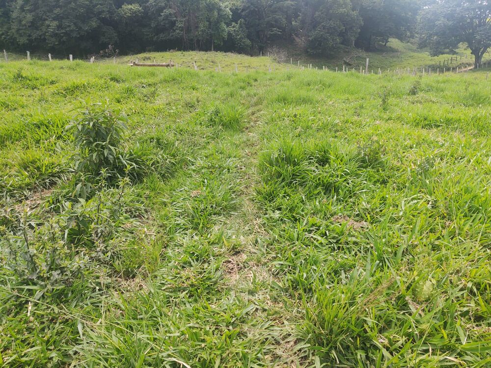 Terreno, 6 hectares - Foto 14