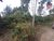 Terreno, 1300 m² - Foto 2