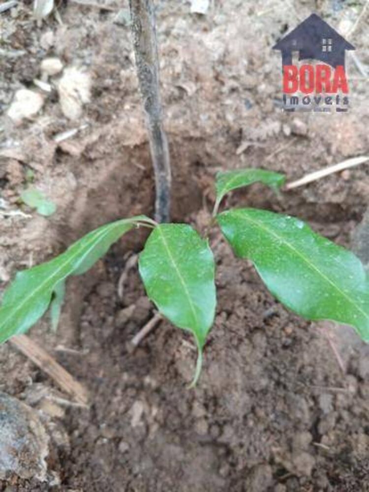 Terreno, 1225 m² - Foto 4