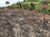 Terreno, 7000 m² - Foto 6