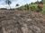Terreno, 7000 m² - Foto 10