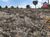 Terreno, 7000 m² - Foto 2
