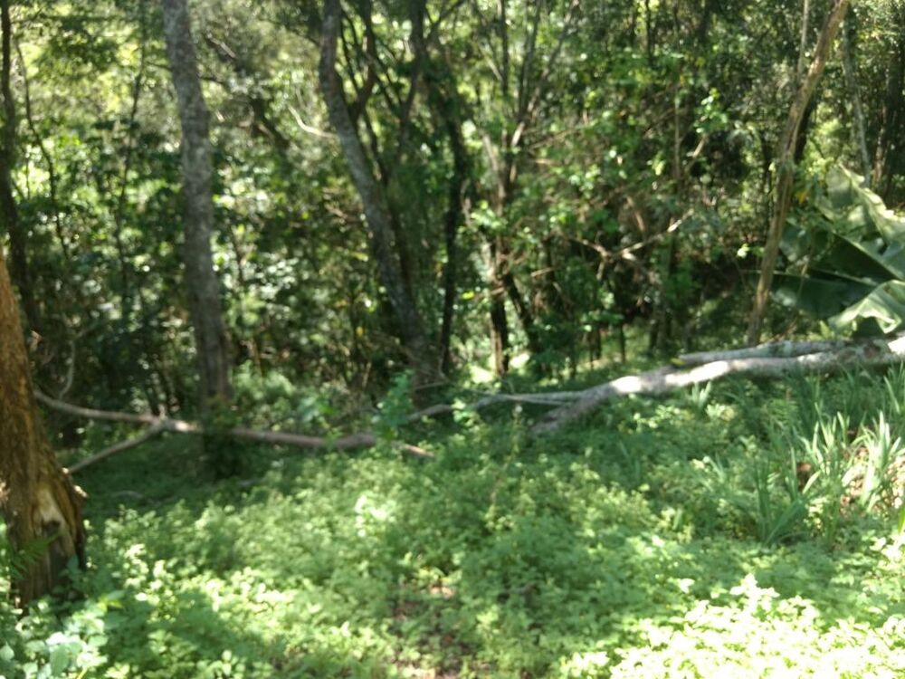 Chácara, 3 quartos, 5000 m² - Foto 11