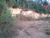 Terreno, 1300 m² - Foto 2