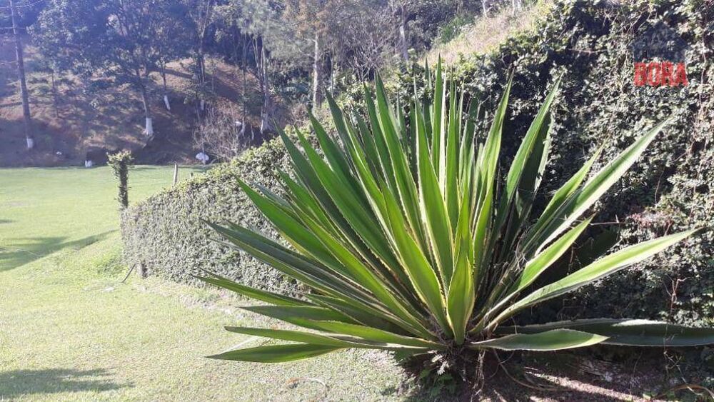 Sítio, 4 quartos, 7 hectares - Foto 8