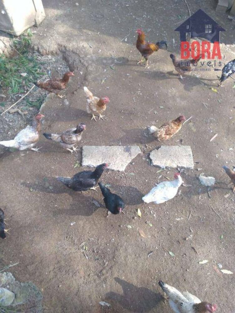 Chácara, 2 quartos, 840 m² - Foto 3