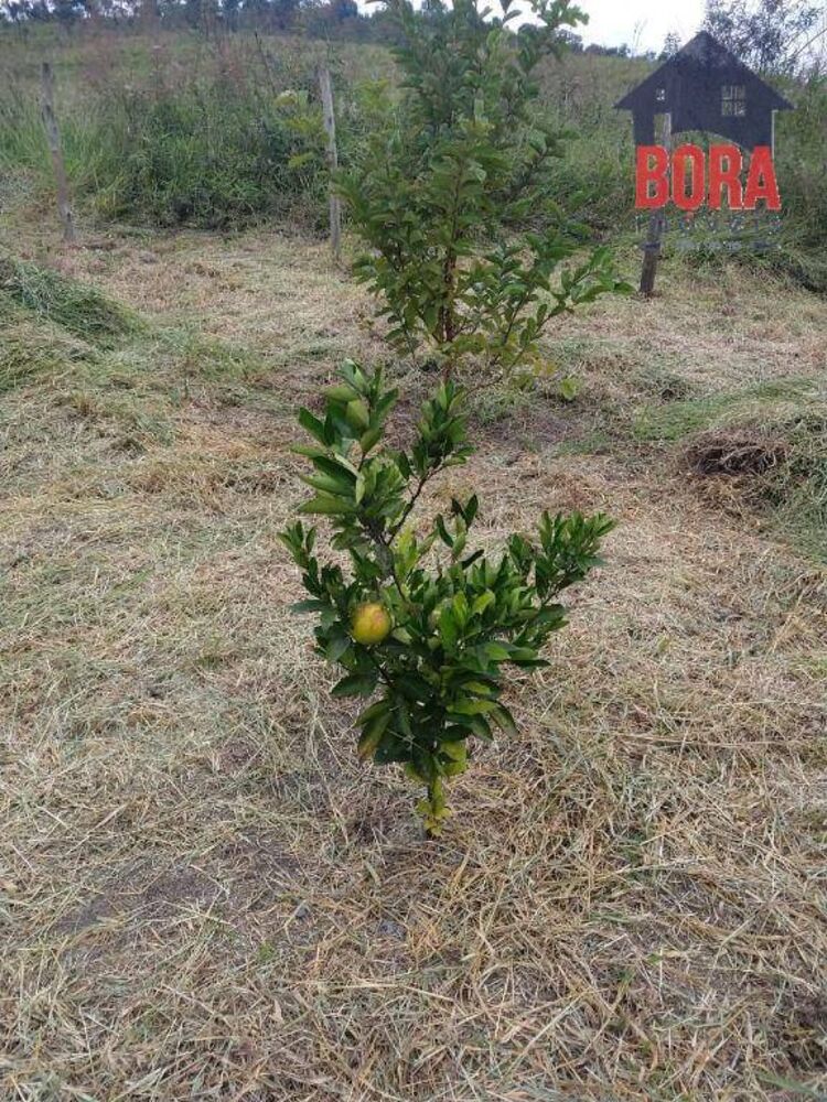Terreno à venda, 1225M2 - Foto 1