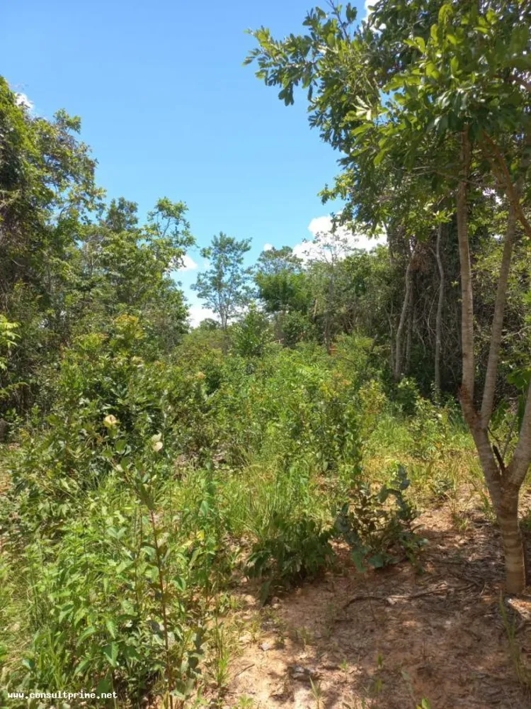 Fazenda, 48 hectares - Foto 7