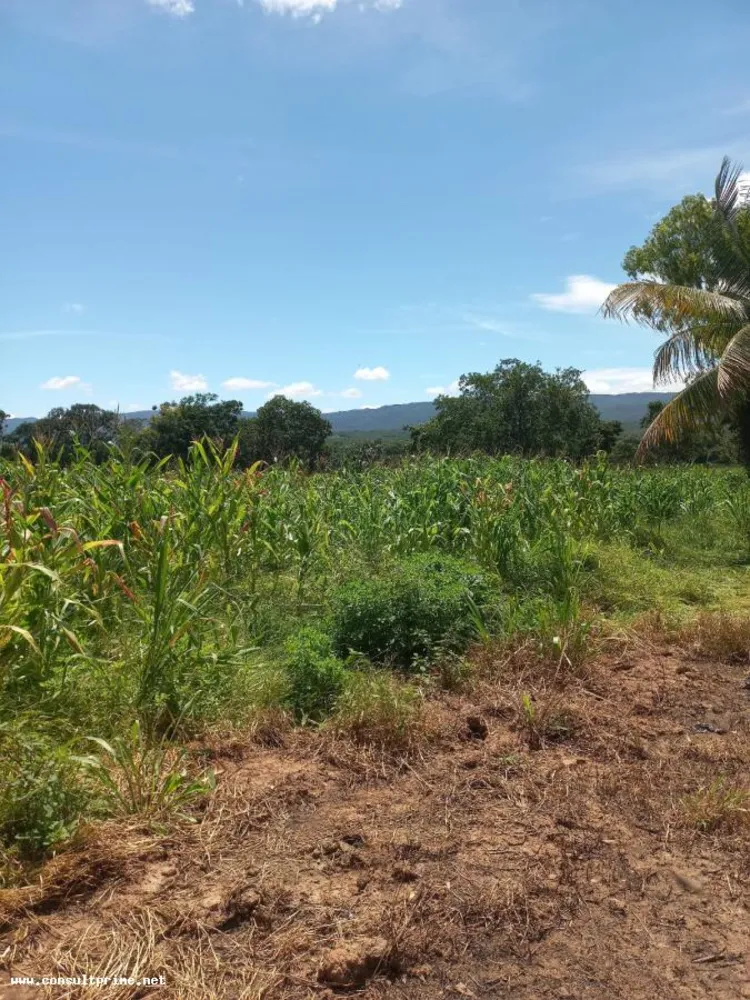 Fazenda, 48 hectares - Foto 9