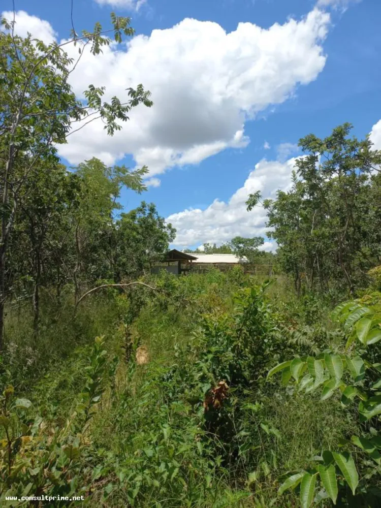 Fazenda, 48 hectares - Foto 10