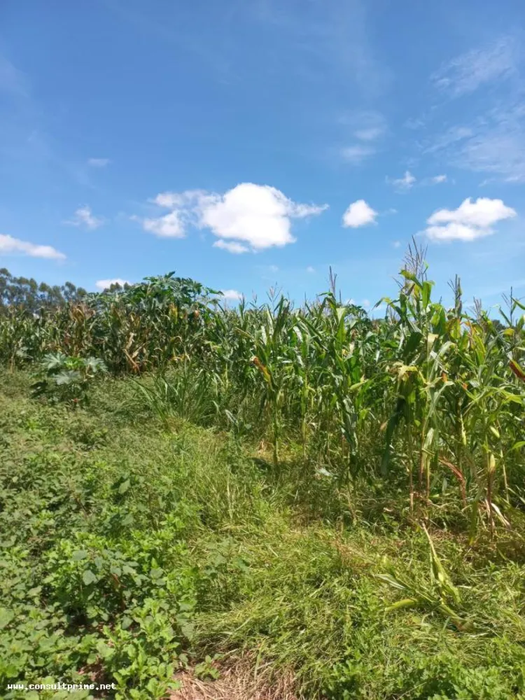 Fazenda, 48 hectares - Foto 6