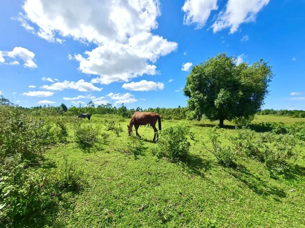 Fazenda, 252 hectares - Foto 16