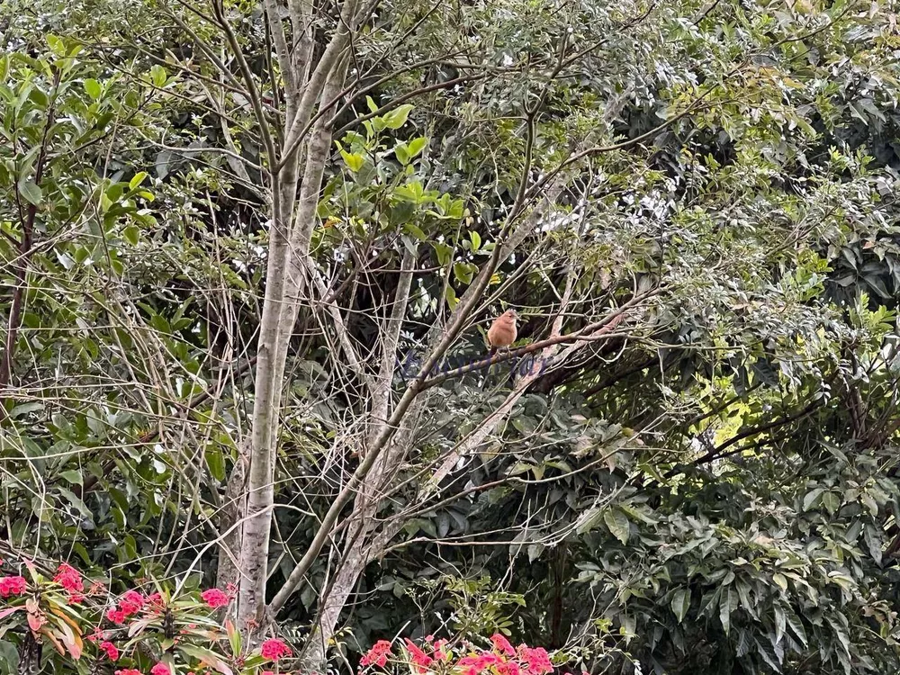 Sítio, 4 quartos, 16 hectares - Foto 18