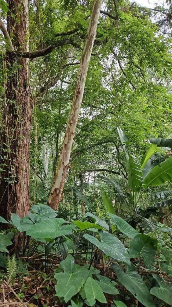 Loteamento e Condomínio à venda, 1448M2 - Foto 3