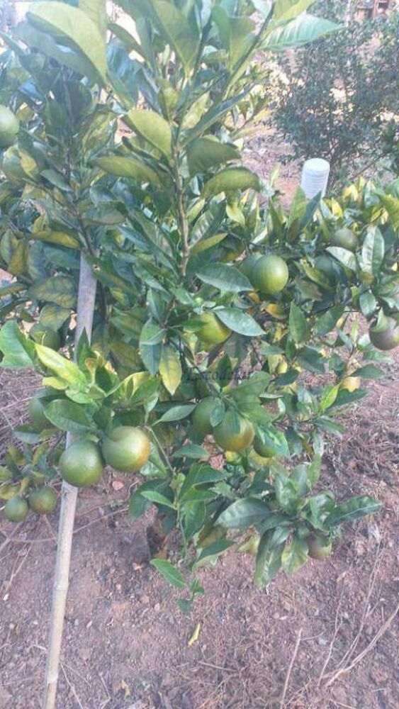 Chácara, 2 quartos, 500 m² - Foto 6