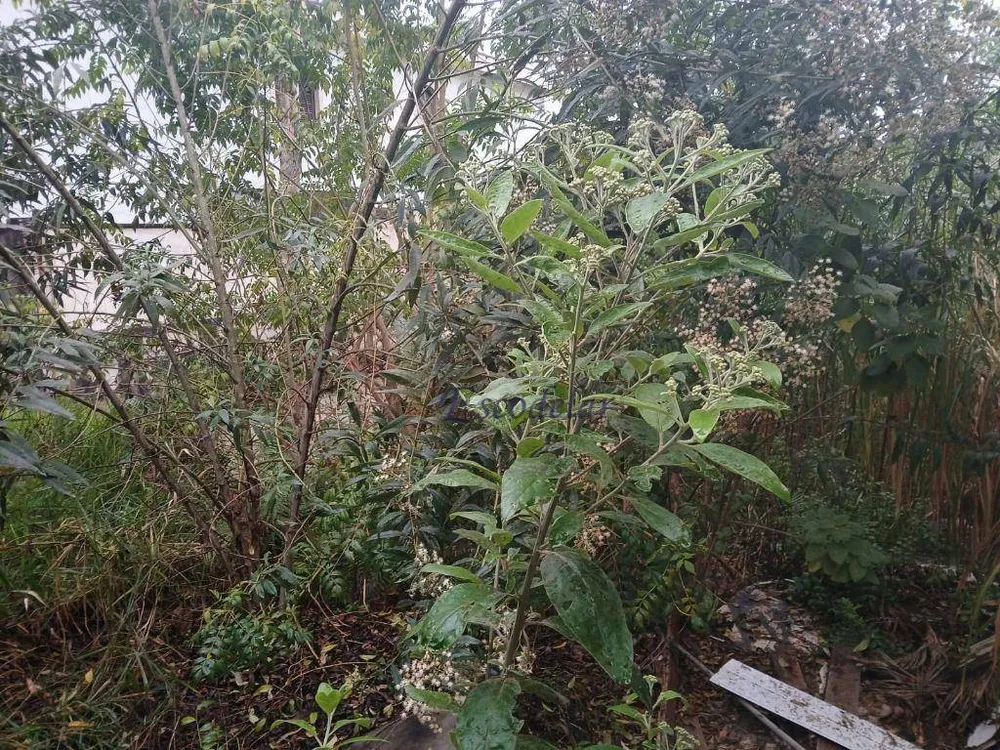 Terreno, 250 m² - Foto 5