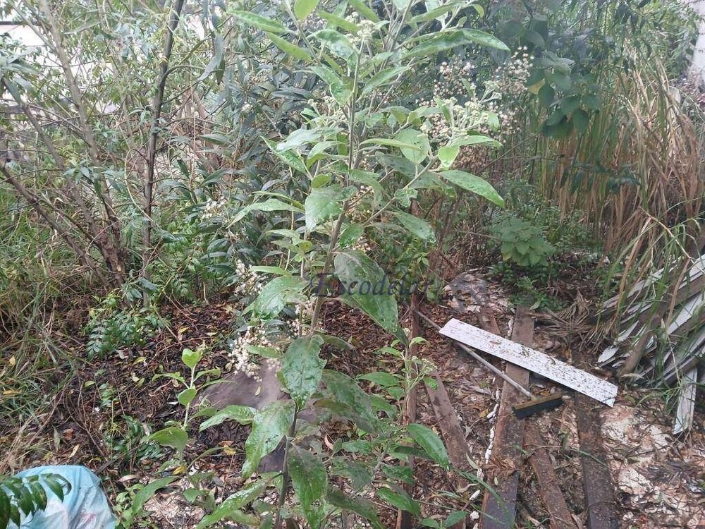 Terreno, 250 m² - Foto 4