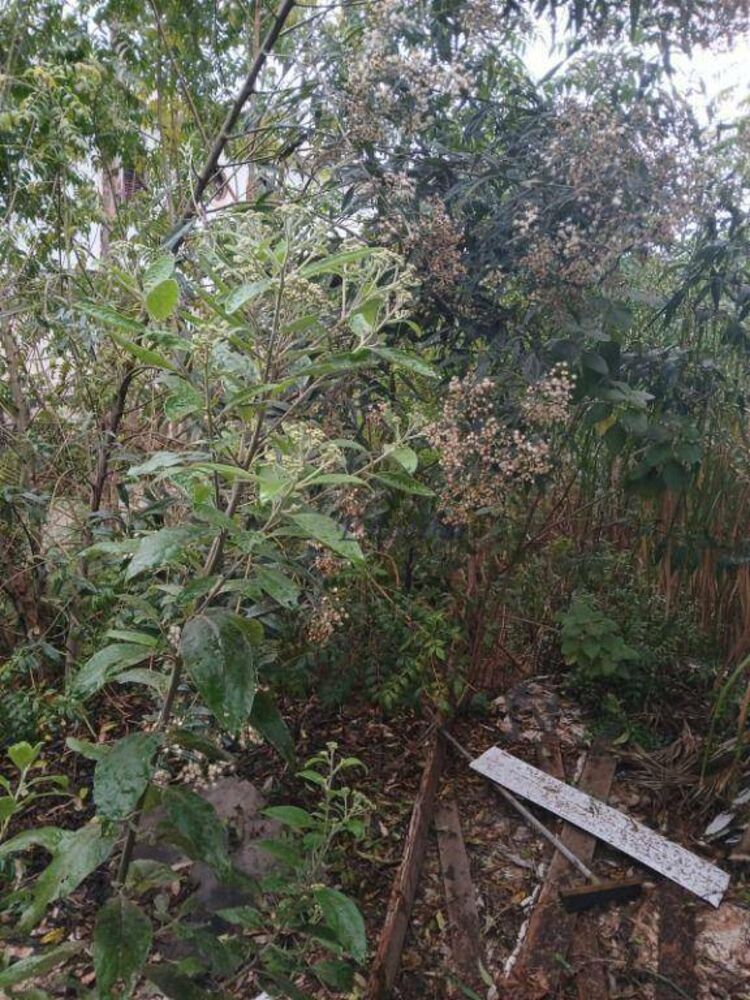 Terreno, 250 m² - Foto 3
