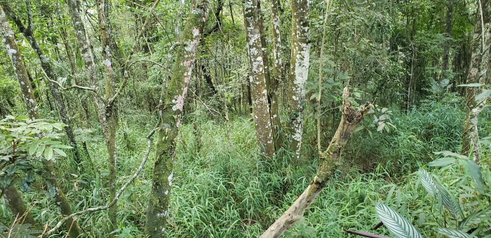 Terreno, 1682 m² - Foto 5